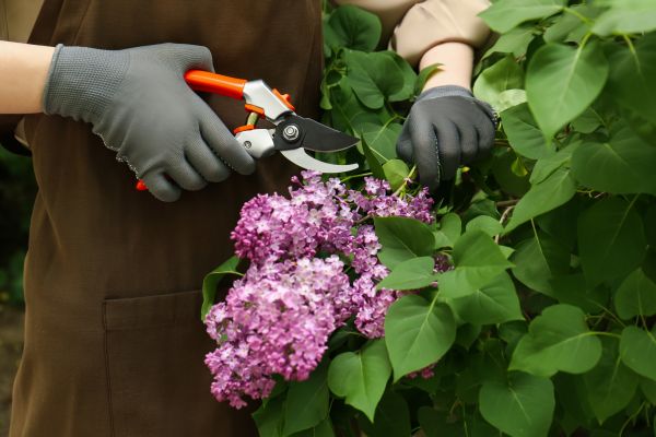 Cost of Lilac Pruning Service in Santa Monica