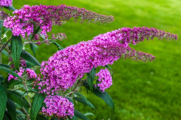 Cost of Butterfly Bush Removal in Santa Monica