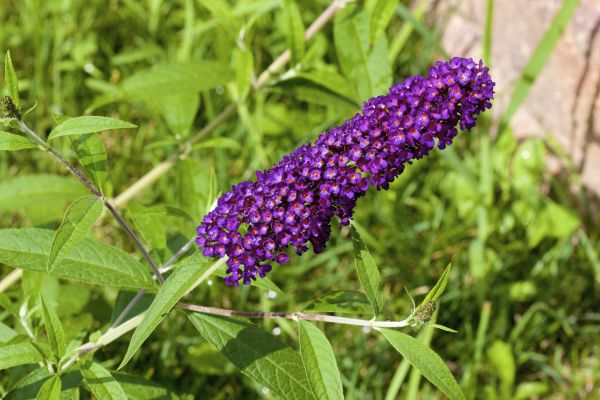 Cost of Butterfly Bush Pruning in Santa Monica