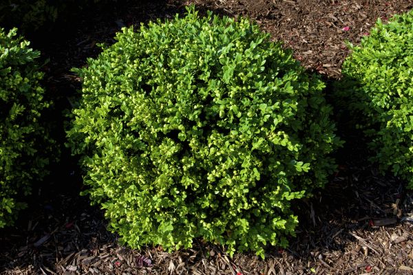 Cost of Boxwood Removal in Santa Monica