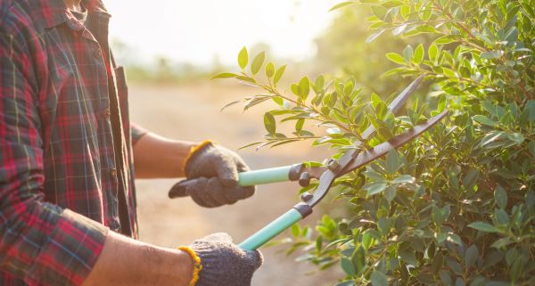Cost of Shrub Pruning in Santa Monica