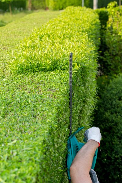 Cost of Hedge Trimming in Santa Monica