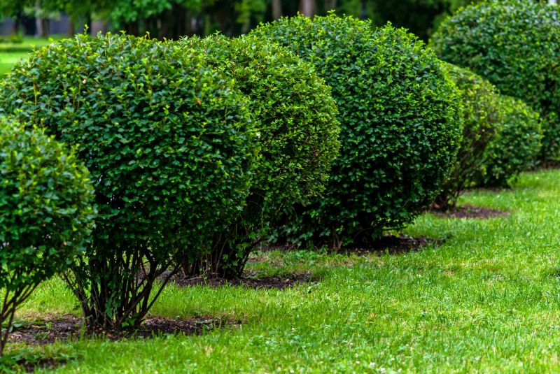 Beautiful, manicured shrubs