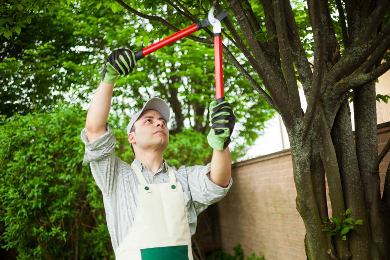 Professional shrub trimming service